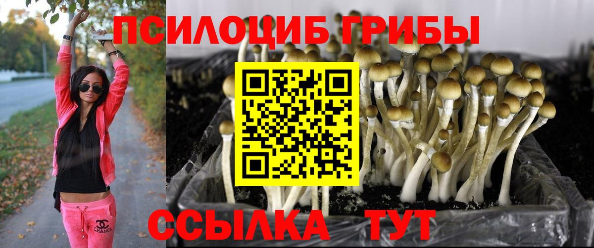 Псилоцибиновые грибы Cubensis Полысаево